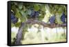 Vineyard with Lush, Ripe Wine Grapes on the Vine Ready for Harvest.-Andy Dean Photography-Framed Stretched Canvas