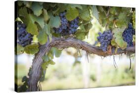 Vineyard with Lush, Ripe Wine Grapes on the Vine Ready for Harvest.-Andy Dean Photography-Stretched Canvas