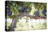 Vineyard with Lush, Ripe Wine Grapes on the Vine Ready for Harvest.-Andy Dean Photography-Stretched Canvas