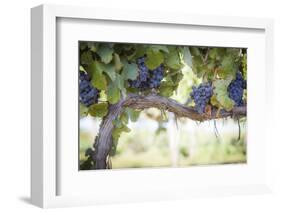 Vineyard with Lush, Ripe Wine Grapes on the Vine Ready for Harvest.-Andy Dean Photography-Framed Photographic Print