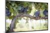 Vineyard with Lush, Ripe Wine Grapes on the Vine Ready for Harvest.-Andy Dean Photography-Mounted Photographic Print