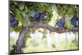 Vineyard with Lush, Ripe Wine Grapes on the Vine Ready for Harvest.-Andy Dean Photography-Mounted Photographic Print