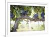 Vineyard with Lush, Ripe Wine Grapes on the Vine Ready for Harvest.-Andy Dean Photography-Framed Photographic Print