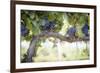 Vineyard with Lush, Ripe Wine Grapes on the Vine Ready for Harvest.-Andy Dean Photography-Framed Photographic Print