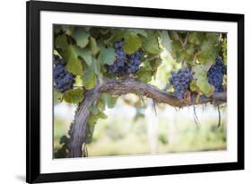 Vineyard with Lush, Ripe Wine Grapes on the Vine Ready for Harvest.-Andy Dean Photography-Framed Photographic Print