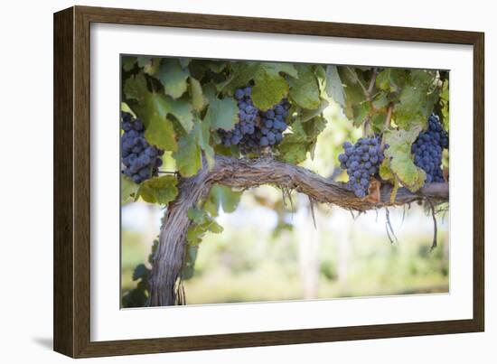 Vineyard with Lush, Ripe Wine Grapes on the Vine Ready for Harvest.-Andy Dean Photography-Framed Photographic Print