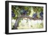 Vineyard with Lush, Ripe Wine Grapes on the Vine Ready for Harvest.-Andy Dean Photography-Framed Photographic Print