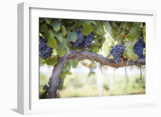 Vineyard with Lush, Ripe Wine Grapes on the Vine Ready for Harvest.-Andy Dean Photography-Framed Photographic Print