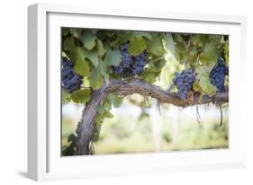 Vineyard with Lush, Ripe Wine Grapes on the Vine Ready for Harvest.-Andy Dean Photography-Framed Photographic Print