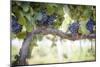 Vineyard with Lush, Ripe Wine Grapes on the Vine Ready for Harvest.-Andy Dean Photography-Mounted Photographic Print