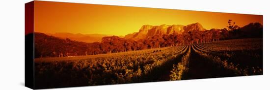 Vineyard with Mountains, Groot Drakenstein, Stellenbosch, Cape Winelands, South Africa-null-Stretched Canvas