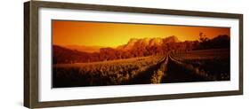 Vineyard with Mountains, Groot Drakenstein, Stellenbosch, Cape Winelands, South Africa-null-Framed Photographic Print