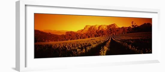 Vineyard with Mountains, Groot Drakenstein, Stellenbosch, Cape Winelands, South Africa-null-Framed Photographic Print