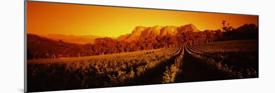 Vineyard with Mountains, Groot Drakenstein, Stellenbosch, Cape Winelands, South Africa-null-Mounted Photographic Print