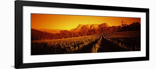 Vineyard with Mountains, Groot Drakenstein, Stellenbosch, Cape Winelands, South Africa-null-Framed Photographic Print