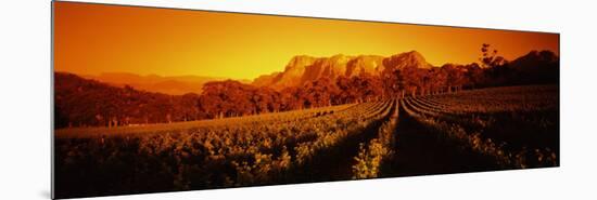 Vineyard with Mountains, Groot Drakenstein, Stellenbosch, Cape Winelands, South Africa-null-Mounted Photographic Print