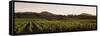 Vineyard with Mountains in the Background, Alexander Valley, Sonoma County, California, USA-null-Framed Stretched Canvas