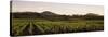 Vineyard with Mountains in the Background, Alexander Valley, Sonoma County, California, USA-null-Stretched Canvas