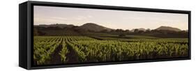 Vineyard with Mountains in the Background, Alexander Valley, Sonoma County, California, USA-null-Framed Stretched Canvas