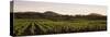 Vineyard with Mountains in the Background, Alexander Valley, Sonoma County, California, USA-null-Stretched Canvas