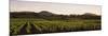 Vineyard with Mountains in the Background, Alexander Valley, Sonoma County, California, USA-null-Mounted Photographic Print