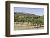 Vineyard with San Gimignano in Background, Tuscany, Italy-Martin Child-Framed Photographic Print