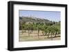 Vineyard with San Gimignano in Background, Tuscany, Italy-Martin Child-Framed Photographic Print