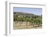 Vineyard with San Gimignano in Background, Tuscany, Italy-Martin Child-Framed Photographic Print