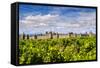 Vineyard with the Medieval Fortified Citadel Behind, Carcassonne, Languedoc-Roussillon, France-Stefano Politi Markovina-Framed Stretched Canvas