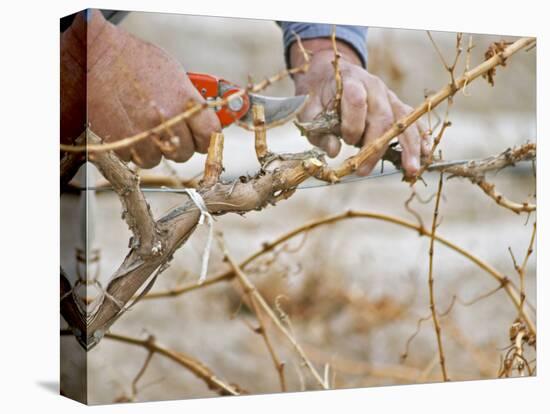 Vineyard Worker, Bodega Del Anelo Winery, Finca Roja, Anelo Region, Neuquen, Patagonia, Argentina-Per Karlsson-Stretched Canvas