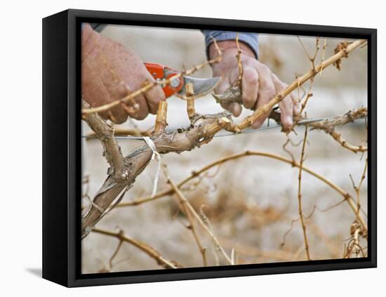 Vineyard Worker, Bodega Del Anelo Winery, Finca Roja, Anelo Region, Neuquen, Patagonia, Argentina-Per Karlsson-Framed Stretched Canvas