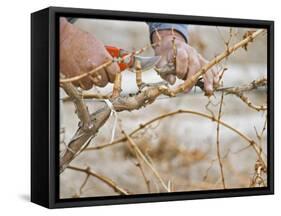 Vineyard Worker, Bodega Del Anelo Winery, Finca Roja, Anelo Region, Neuquen, Patagonia, Argentina-Per Karlsson-Framed Stretched Canvas