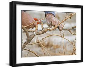 Vineyard Worker, Bodega Del Anelo Winery, Finca Roja, Anelo Region, Neuquen, Patagonia, Argentina-Per Karlsson-Framed Photographic Print