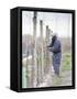 Vineyard Worker, Bodega Nqn Winery, Vinedos De La Patagonia, Neuquen, Patagonia, Argentina-Per Karlsson-Framed Stretched Canvas