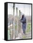 Vineyard Worker, Bodega Nqn Winery, Vinedos De La Patagonia, Neuquen, Patagonia, Argentina-Per Karlsson-Framed Stretched Canvas