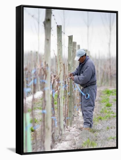 Vineyard Worker, Bodega Nqn Winery, Vinedos De La Patagonia, Neuquen, Patagonia, Argentina-Per Karlsson-Framed Stretched Canvas