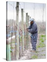 Vineyard Worker, Bodega Nqn Winery, Vinedos De La Patagonia, Neuquen, Patagonia, Argentina-Per Karlsson-Stretched Canvas