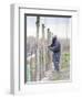 Vineyard Worker, Bodega Nqn Winery, Vinedos De La Patagonia, Neuquen, Patagonia, Argentina-Per Karlsson-Framed Premium Photographic Print