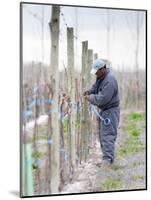 Vineyard Worker, Bodega Nqn Winery, Vinedos De La Patagonia, Neuquen, Patagonia, Argentina-Per Karlsson-Mounted Photographic Print