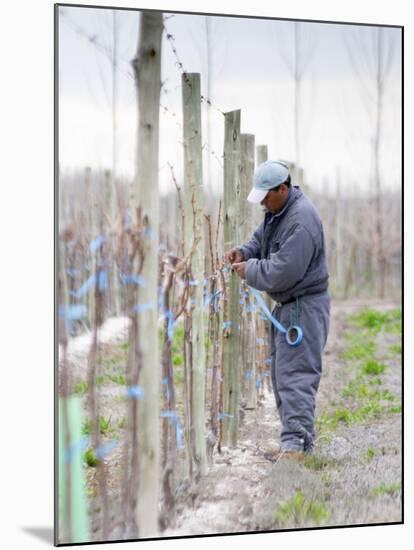 Vineyard Worker, Bodega Nqn Winery, Vinedos De La Patagonia, Neuquen, Patagonia, Argentina-Per Karlsson-Mounted Photographic Print