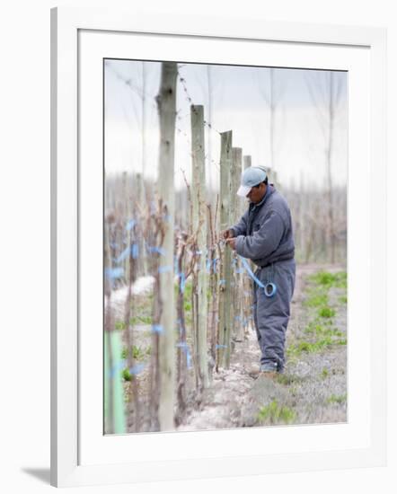 Vineyard Worker, Bodega Nqn Winery, Vinedos De La Patagonia, Neuquen, Patagonia, Argentina-Per Karlsson-Framed Photographic Print