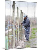 Vineyard Worker, Bodega Nqn Winery, Vinedos De La Patagonia, Neuquen, Patagonia, Argentina-Per Karlsson-Mounted Photographic Print