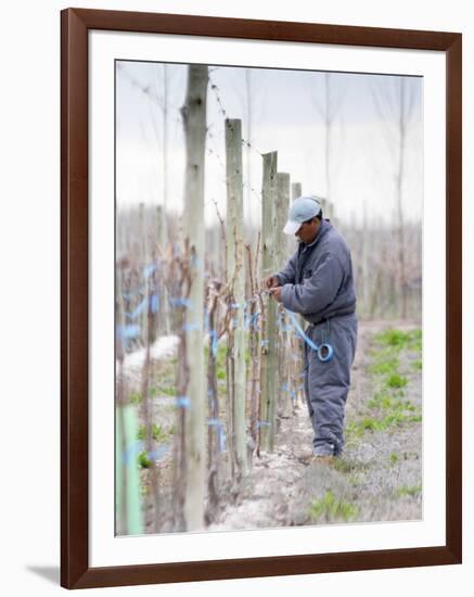 Vineyard Worker, Bodega Nqn Winery, Vinedos De La Patagonia, Neuquen, Patagonia, Argentina-Per Karlsson-Framed Photographic Print