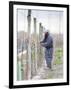 Vineyard Worker, Bodega Nqn Winery, Vinedos De La Patagonia, Neuquen, Patagonia, Argentina-Per Karlsson-Framed Photographic Print