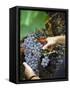 Vineyard Worker Harvesting Bunch of Grenache Noir Grapes, Collioure, Languedoc-Roussillon, France-Per Karlsson-Framed Stretched Canvas