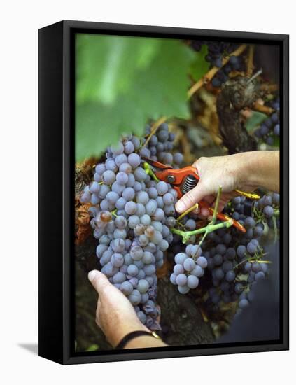 Vineyard Worker Harvesting Bunch of Grenache Noir Grapes, Collioure, Languedoc-Roussillon, France-Per Karlsson-Framed Stretched Canvas