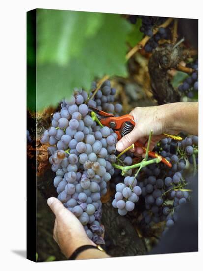 Vineyard Worker Harvesting Bunch of Grenache Noir Grapes, Collioure, Languedoc-Roussillon, France-Per Karlsson-Stretched Canvas