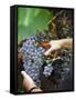 Vineyard Worker Harvesting Bunch of Grenache Noir Grapes, Collioure, Languedoc-Roussillon, France-Per Karlsson-Framed Stretched Canvas