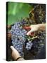 Vineyard Worker Harvesting Bunch of Grenache Noir Grapes, Collioure, Languedoc-Roussillon, France-Per Karlsson-Stretched Canvas