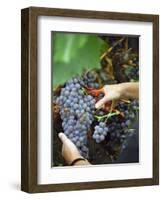 Vineyard Worker Harvesting Bunch of Grenache Noir Grapes, Collioure, Languedoc-Roussillon, France-Per Karlsson-Framed Photographic Print